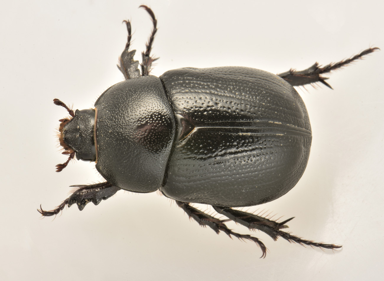 Dynastidae: Pentodon bidens punctatus